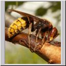 Vespa crabro - Hornisse 18.jpg